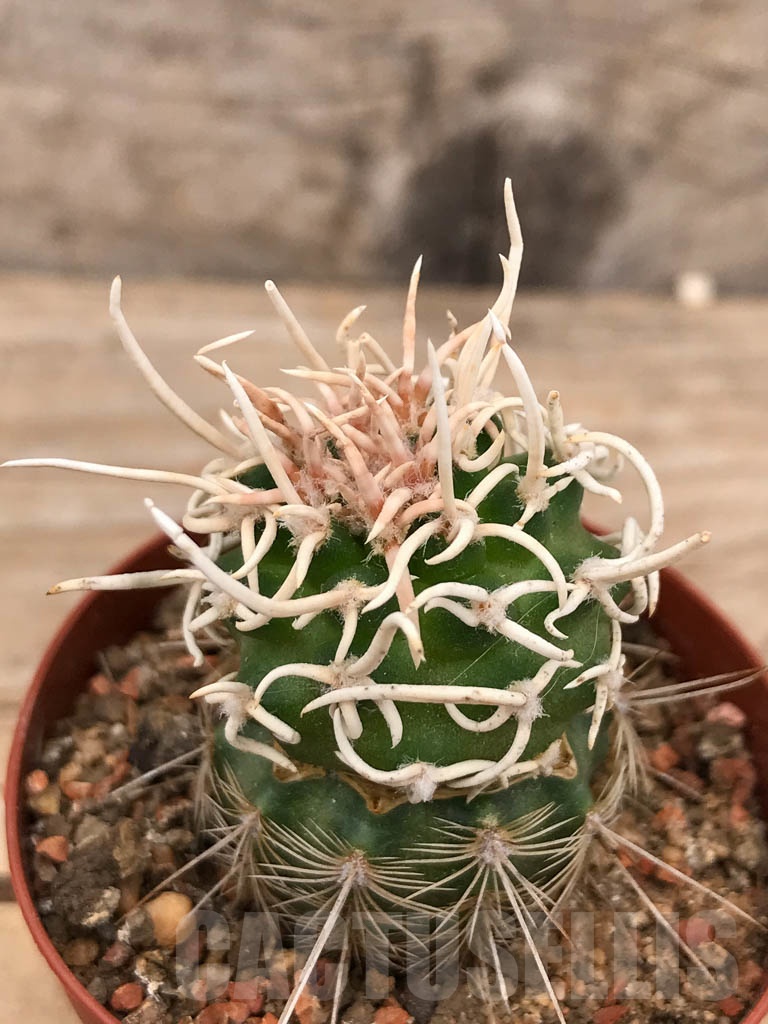 SHPR9679 Navajoa peeblesiana ssp. fickeisenii FH 053.116