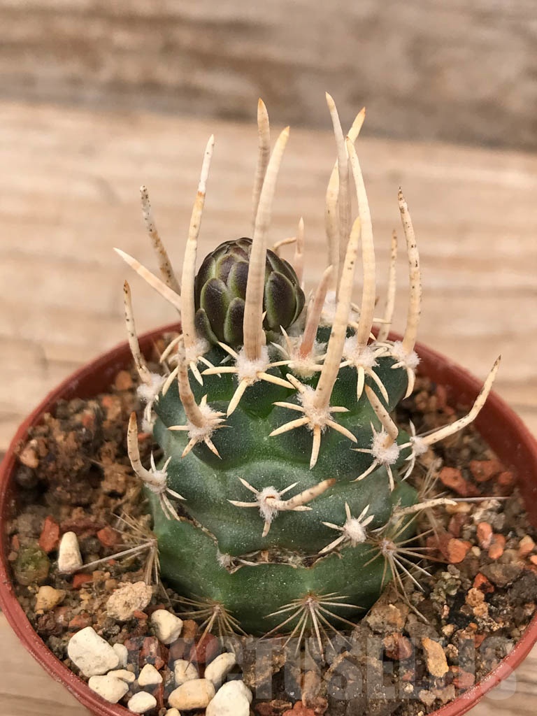 SHPR9682 Navajoa peeblesiana ssp. fickeisenii FH 051.0, clone 12