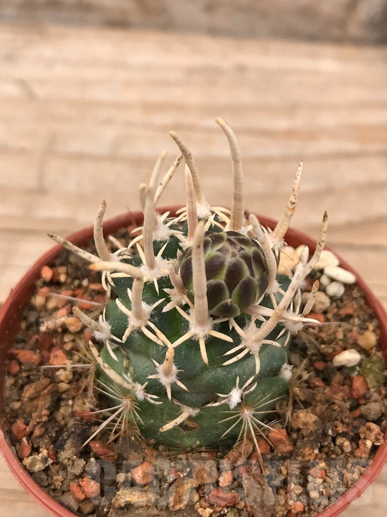 SHPR9682 Navajoa peeblesiana ssp. fickeisenii FH 051.0, clone 12 - Image 2