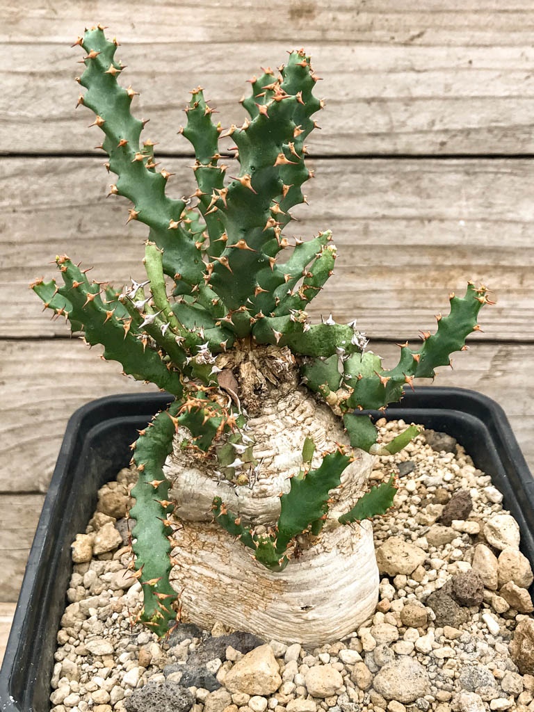 SHPR9683 Euphorbia squarrosa, Eastern Cape, South Africa