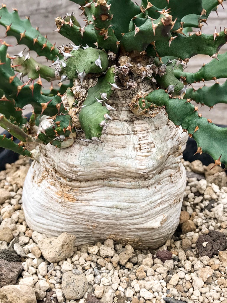 SHPR9683 Euphorbia squarrosa, Eastern Cape, South Africa - Obrázek 3