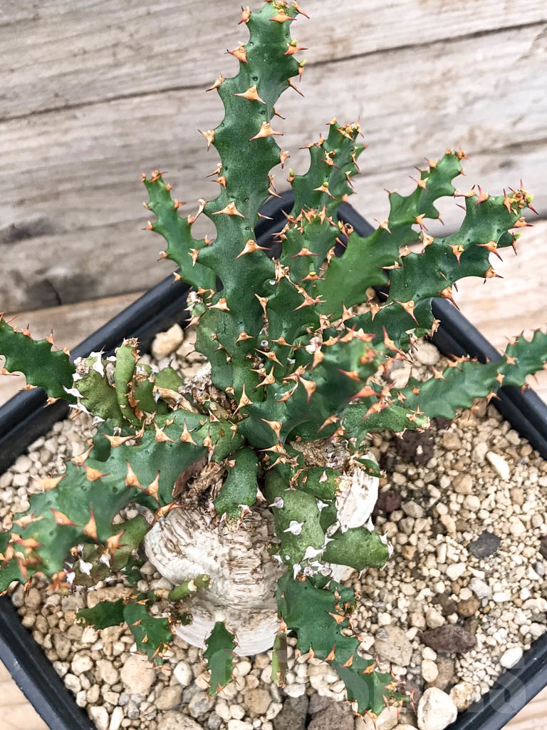 SHPR9683 Euphorbia squarrosa, Eastern Cape, South Africa - Obrázek 4