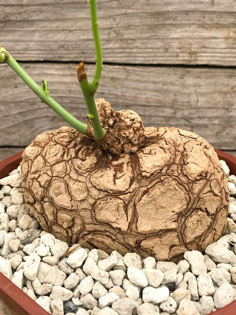 SHPR9686 Stephania suberosa