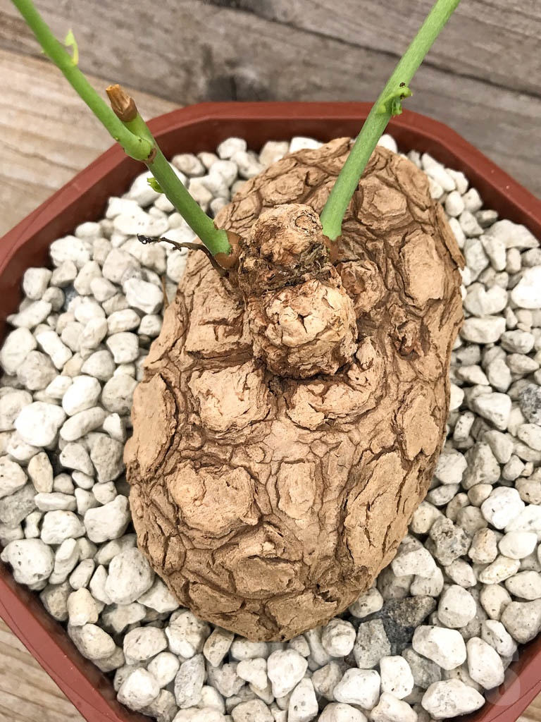 SHPR9686 Stephania suberosa - Image 3