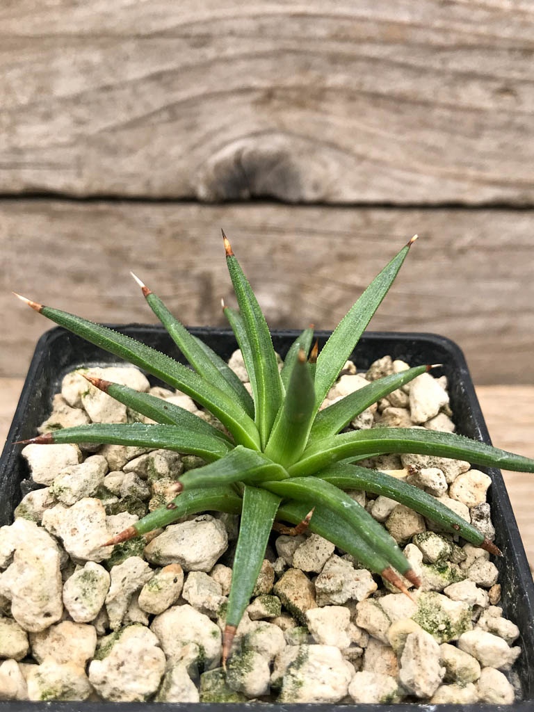 SHPR9687 Agave albopilosa - Image 2