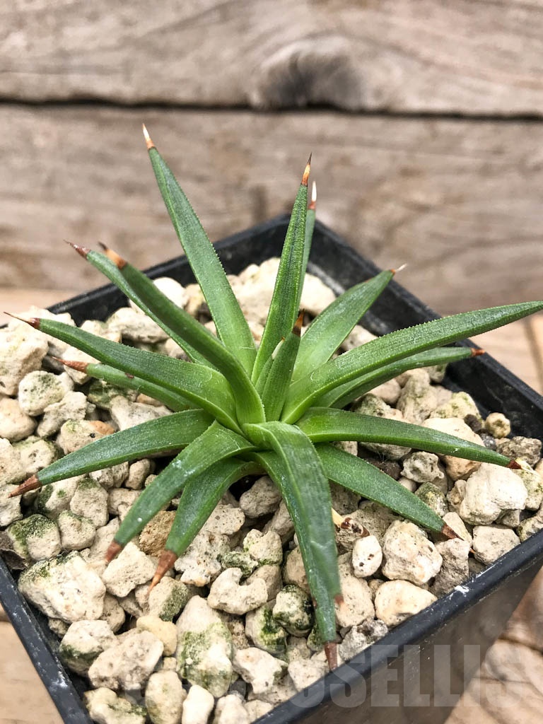 SHPR9687 Agave albopilosa