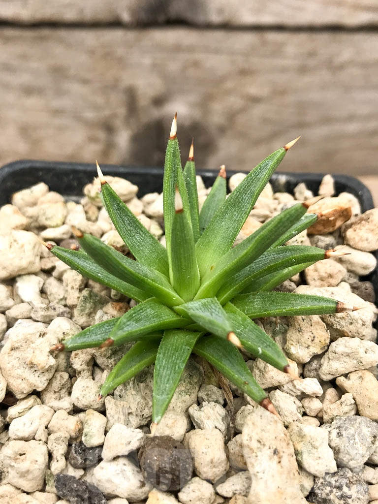 SHPR9687 Agave albopilosa - Image 4