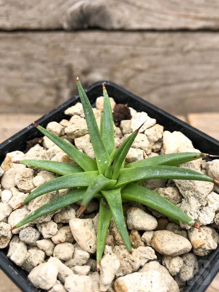 SHPR9687 Agave albopilosa - Image 6