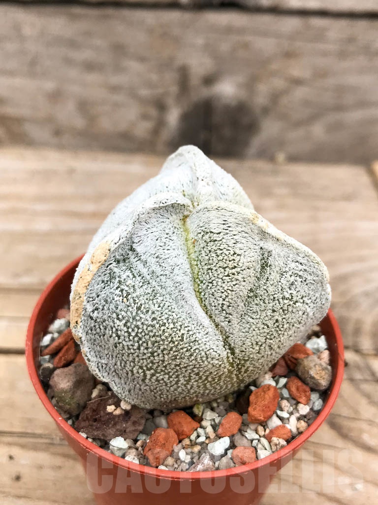 SHPR9688 Astrophytum coahuilense tricostatum - Imagen 2