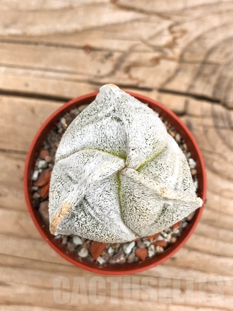 SHPR9688 Astrophytum coahuilense tricostatum - Imagen 3
