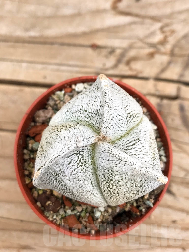 SHPR9688 Astrophytum coahuilense tricostatum