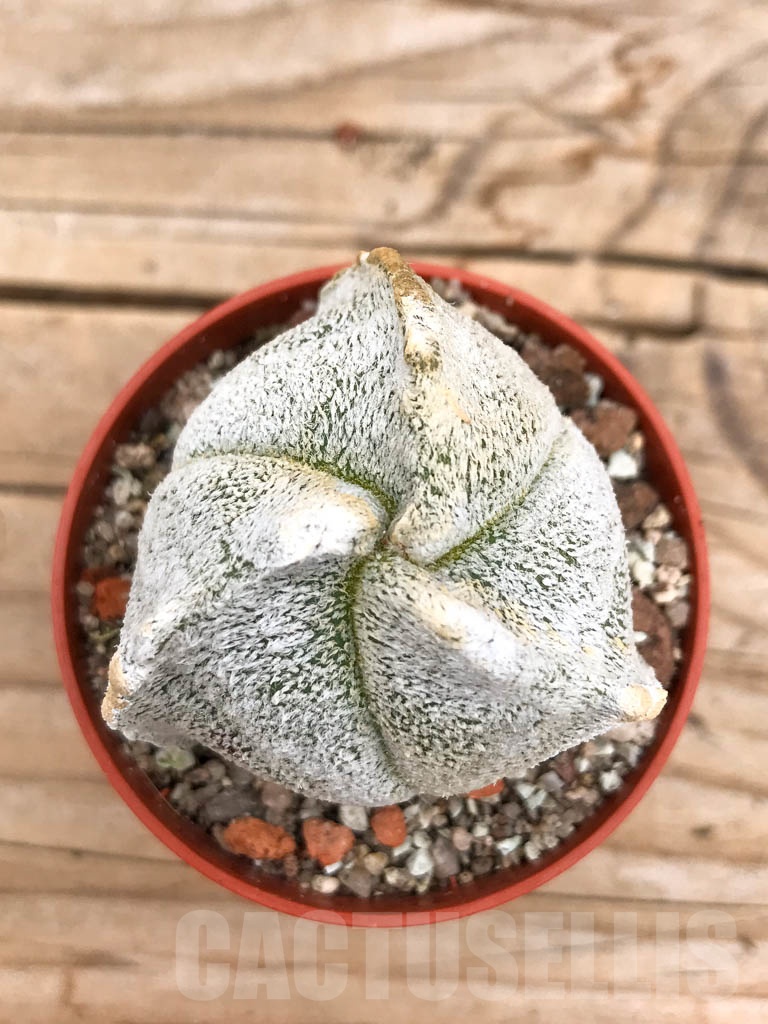 SHPR9688 Astrophytum coahuilense tricostatum - Imagen 4