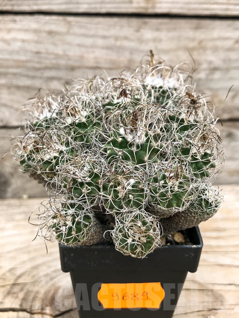 SHPR9689 Turbinicarpus gracilis