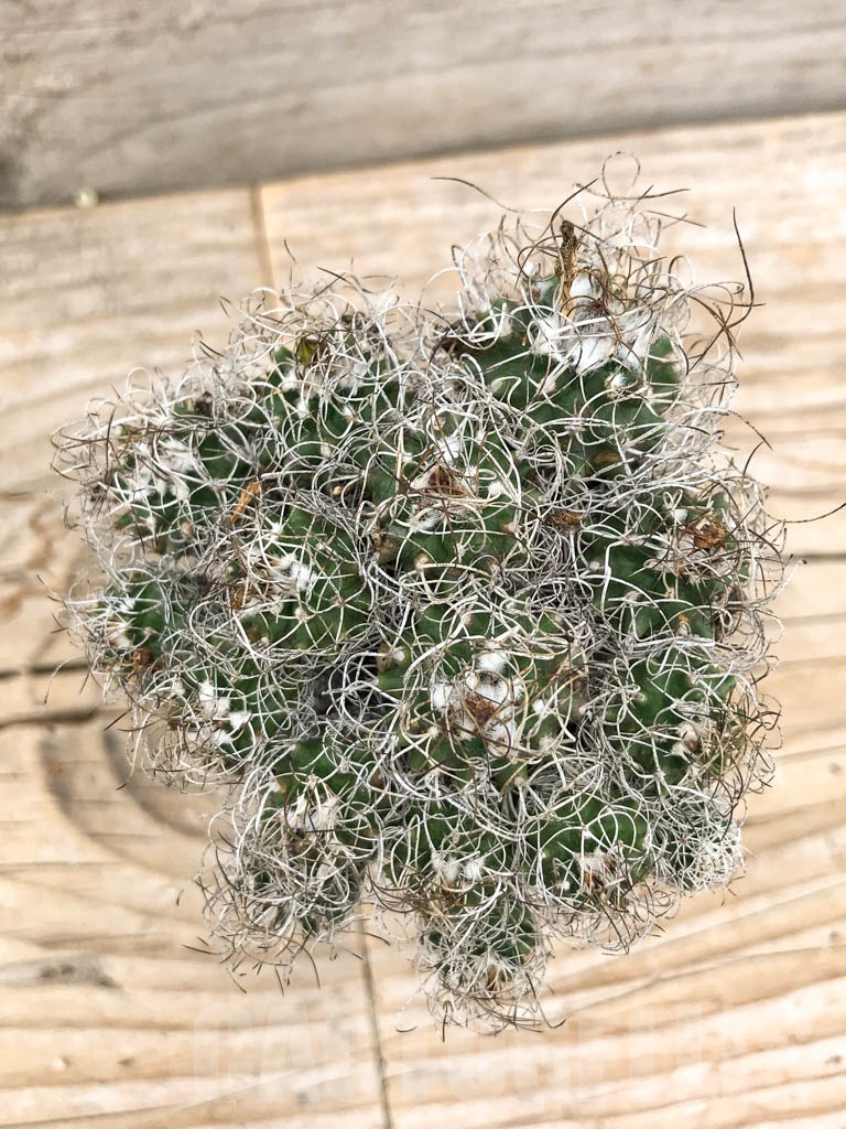 SHPR9689 Turbinicarpus gracilis - Imagen 2