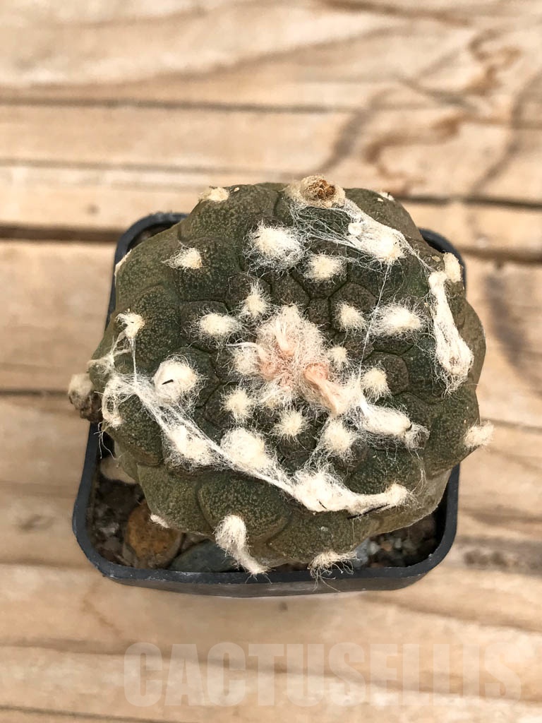 SHPR9691 Copiapoa hypogaea cv. Lizard Skin