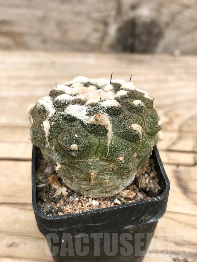 SHPR9691 Copiapoa hypogaea cv. Lizard Skin - Image 2