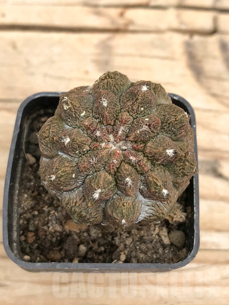 SHPR9692 Copiapoa hypogaea cv. Lizard Skin