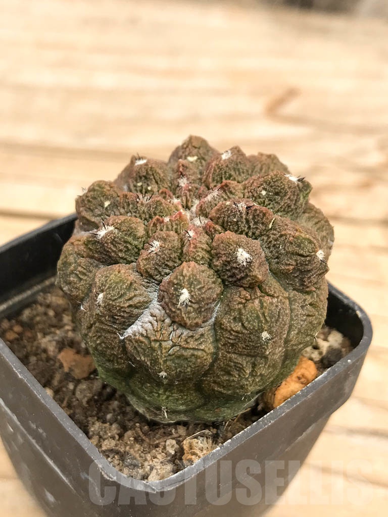 SHPR9692 Copiapoa hypogaea cv. Lizard Skin - Image 2