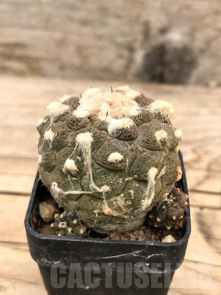 SHPR9693 Copiapoa hypogaea cv. Lizard Skin - Image 2