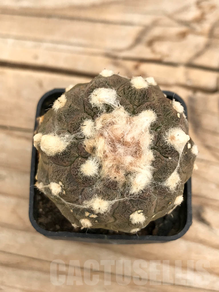 SHPR9693 Copiapoa hypogaea cv. Lizard Skin