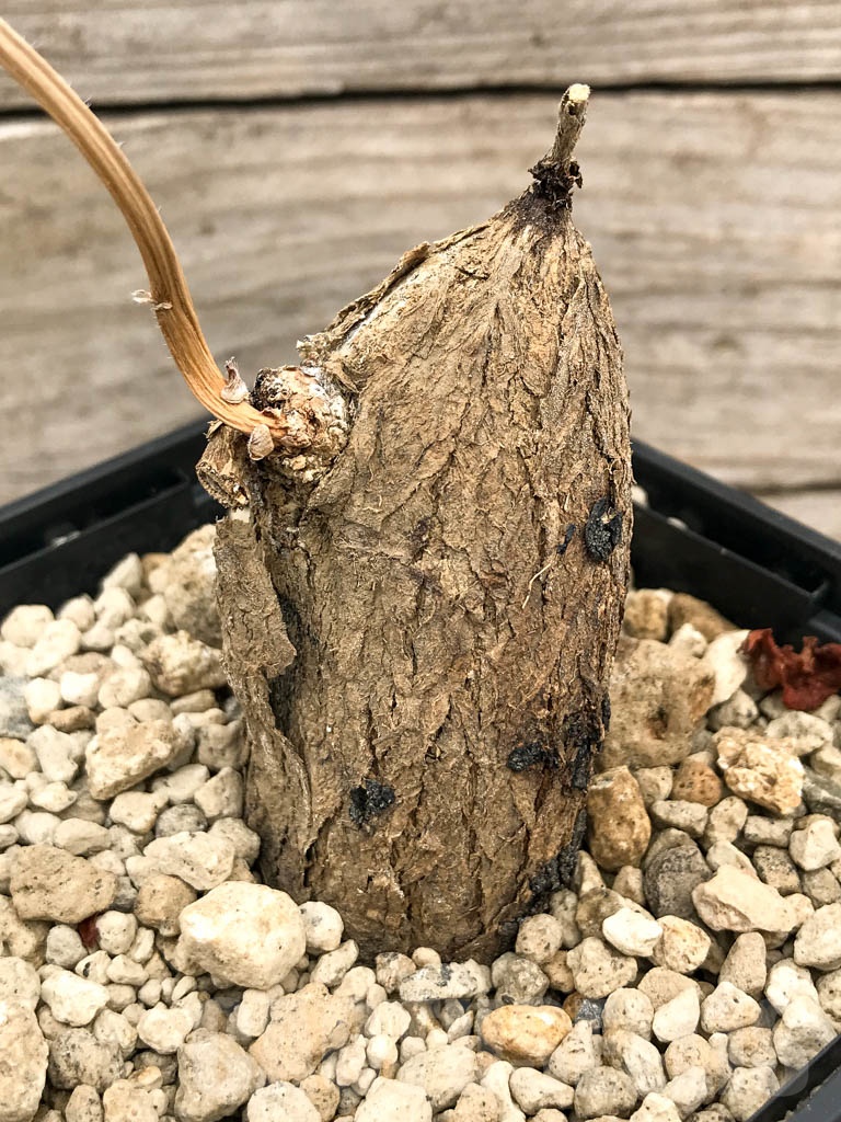 SHPR9696 Argyreya collinsii (Convolvulaceae)