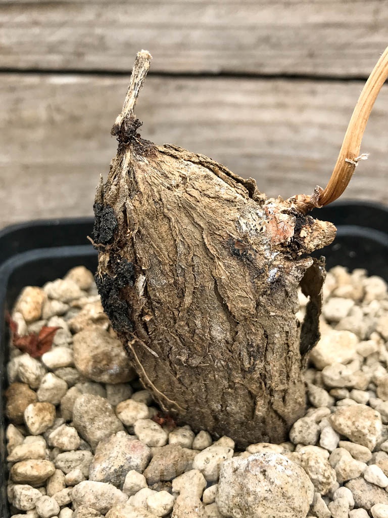 SHPR9696 Argyreya collinsii (Convolvulaceae) - Imagen 2