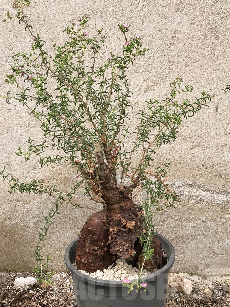 SHPR9699 Mestoklema tuberosum, Purple flower - 画像 (3)