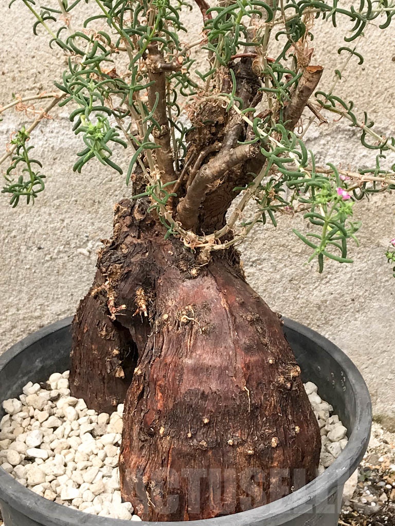 SHPR9699 Mestoklema tuberosum, Purple flower - 画像 (2)