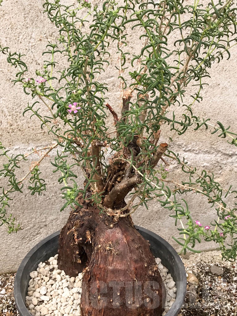 SHPR9699 Mestoklema tuberosum, Purple flower