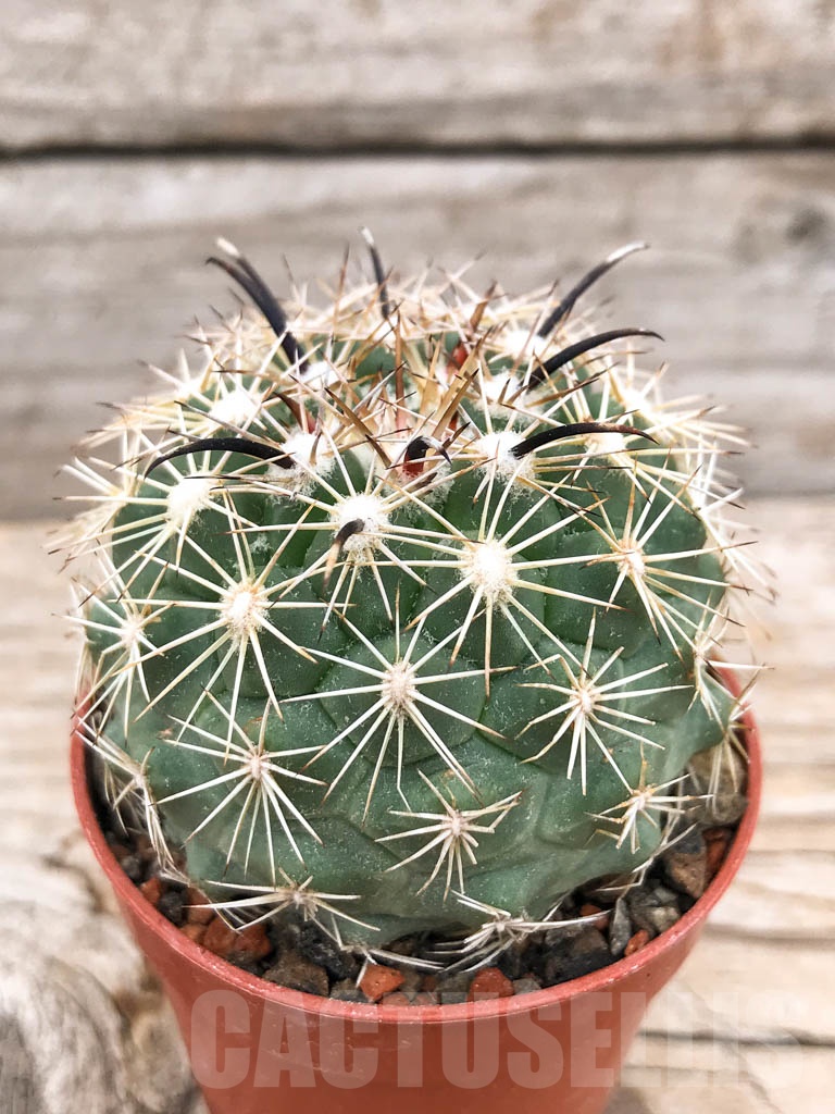 SHPR9700 Coryphantha kracikii