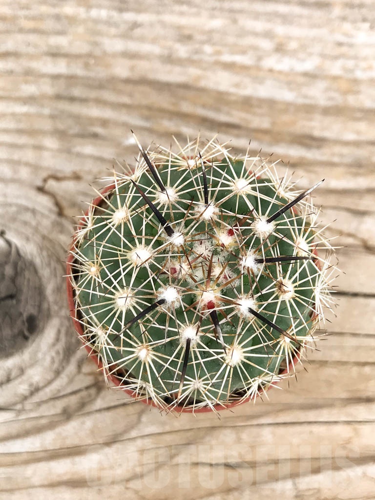 SHPR9700 Coryphantha kracikii - Image 2