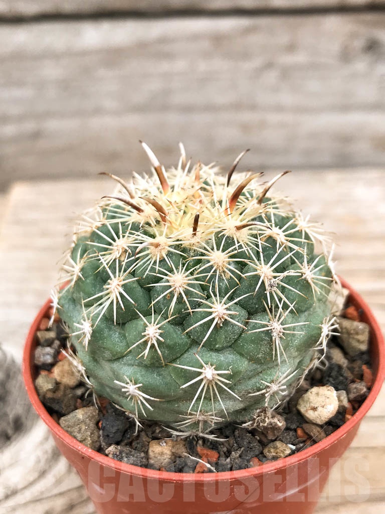 SHPR9702 Coryphantha kracikii