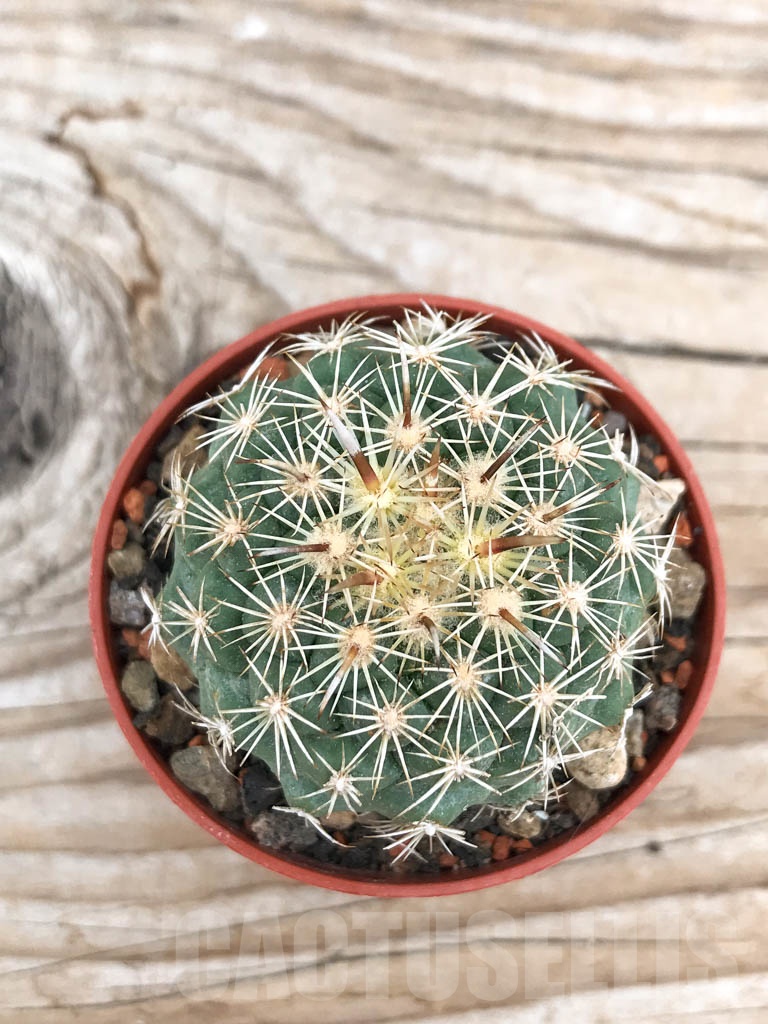 SHPR9702 Coryphantha kracikii - Image 2