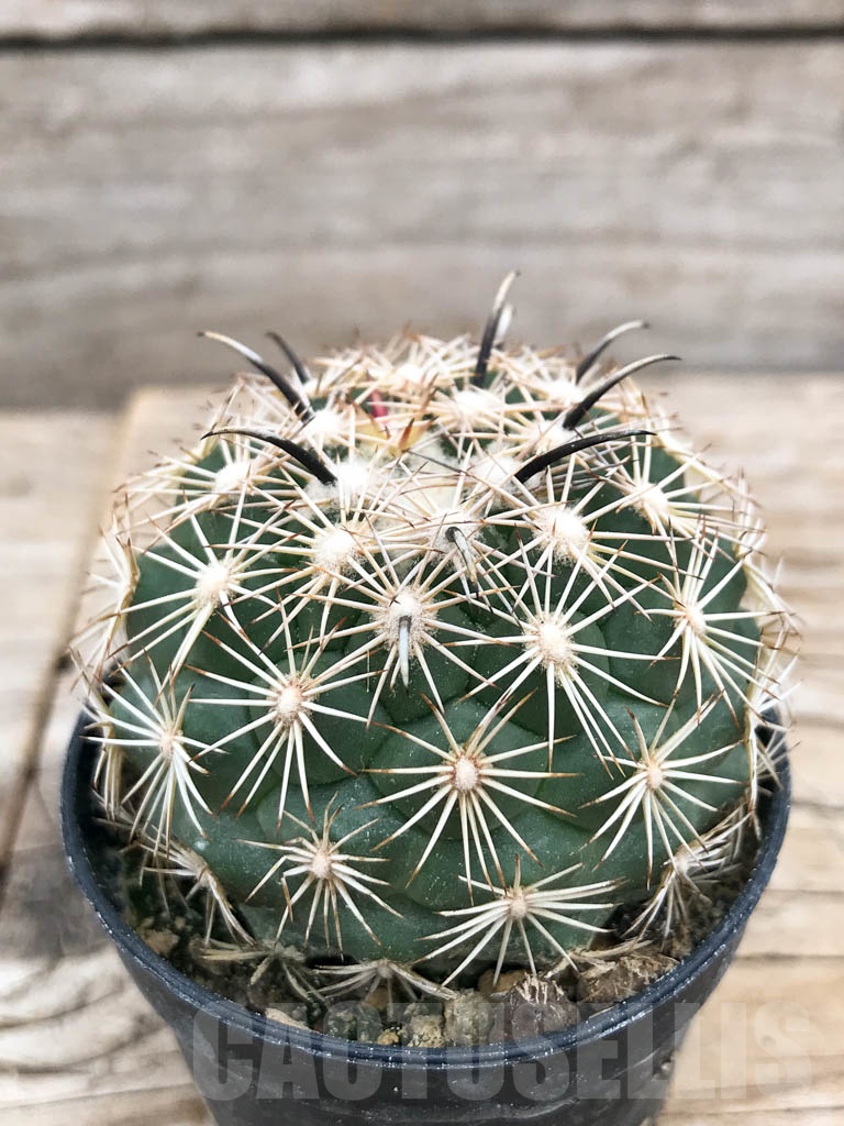 SHPR9706 Coryphantha kracikii