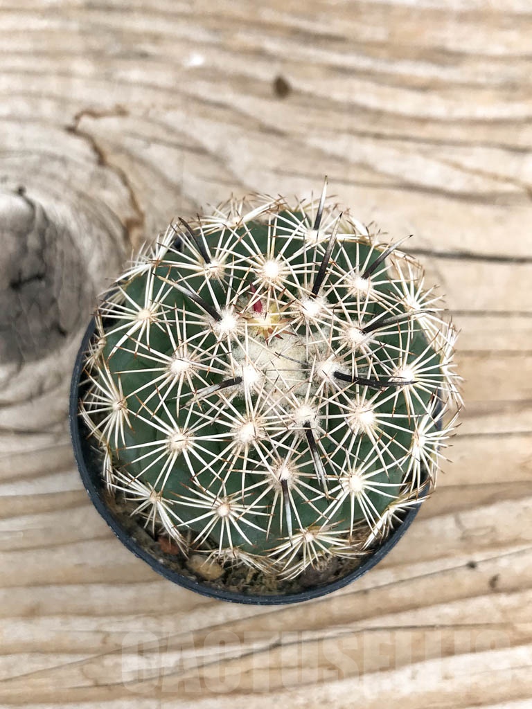 SHPR9706 Coryphantha kracikii - Image 2