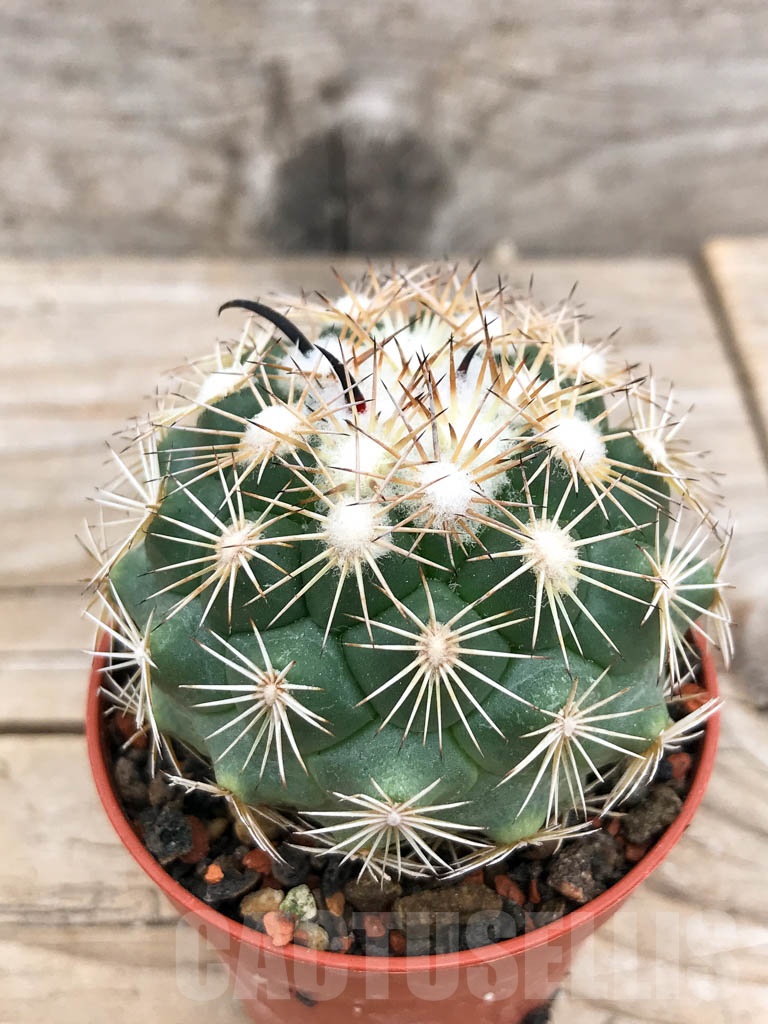 SHPR9707 Coryphantha kracikii
