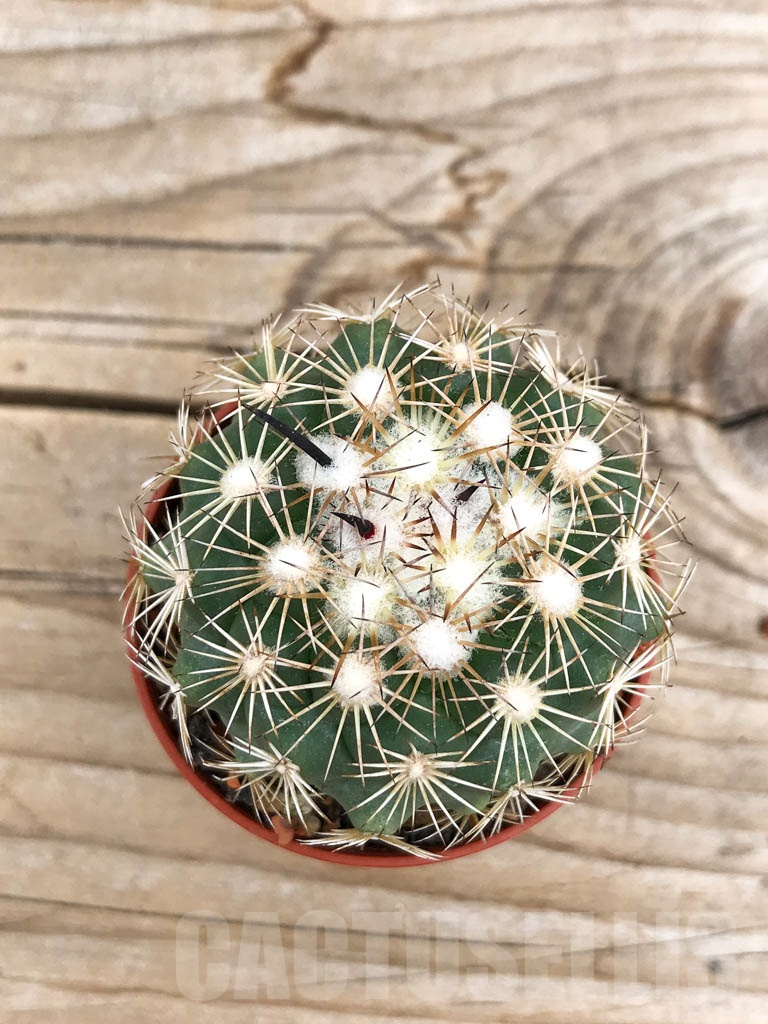 SHPR9707 Coryphantha kracikii - Image 2