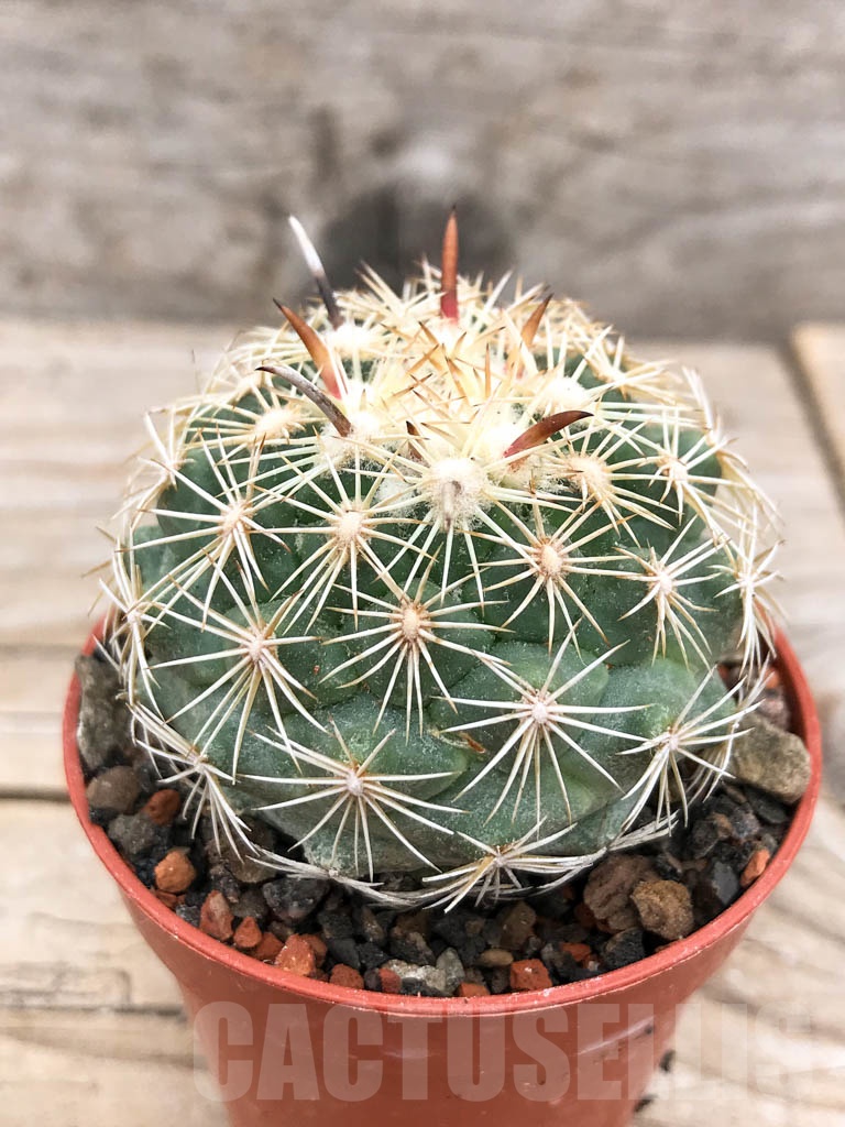 SHPR9708 Coryphantha kracikii