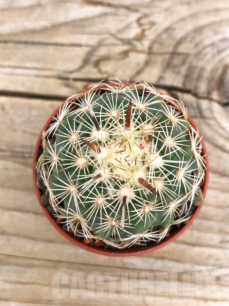 SHPR9708 Coryphantha kracikii - Image 2