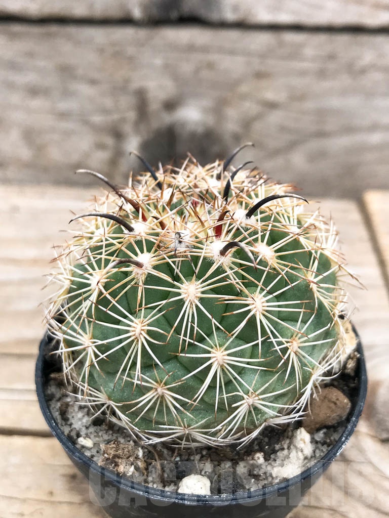 SHPR9709 Coryphantha kracikii