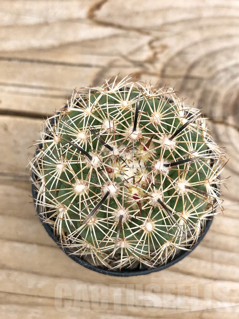 SHPR9709 Coryphantha kracikii - Image 2