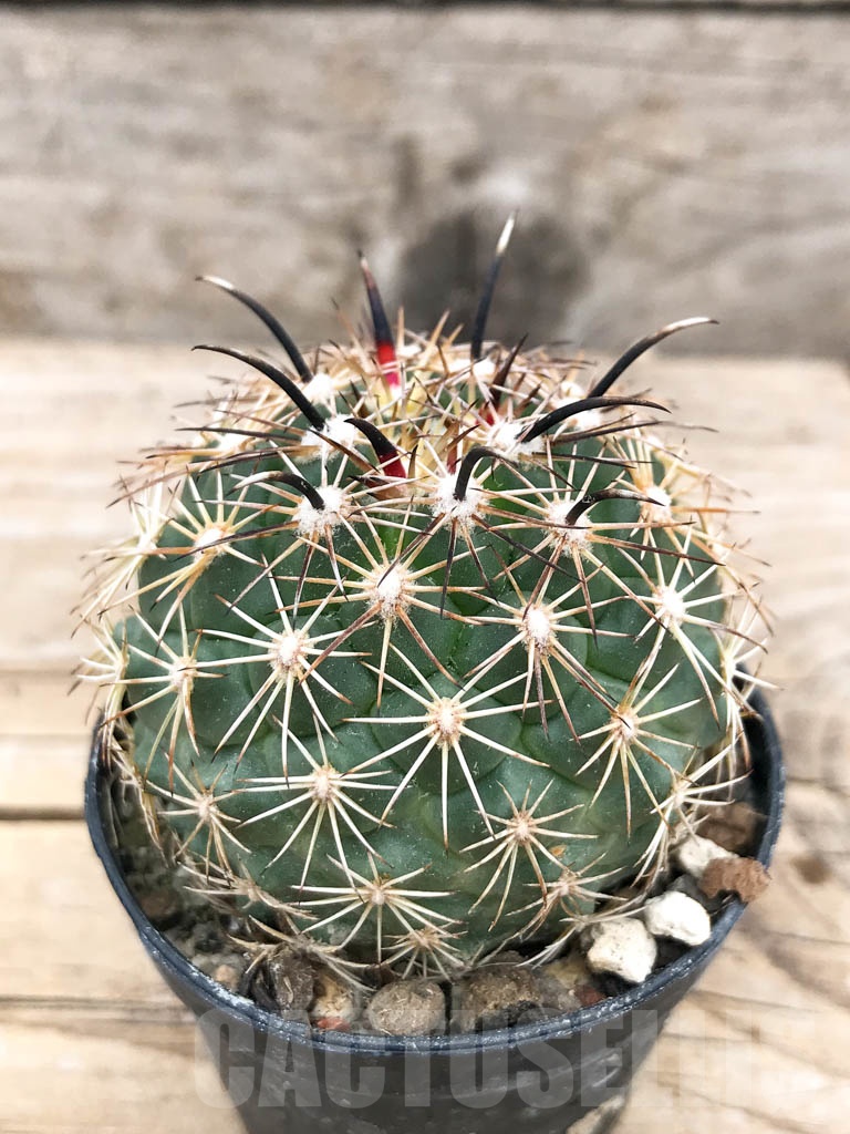 SHPR9710 Coryphantha kracikii