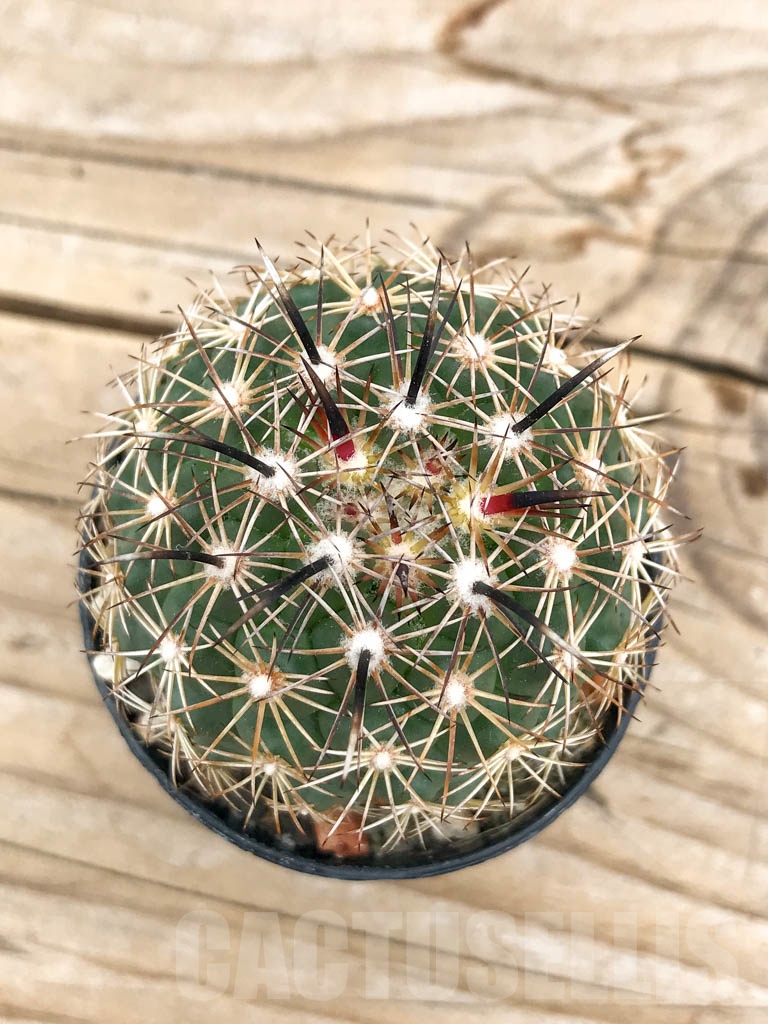 SHPR9710 Coryphantha kracikii - Image 2