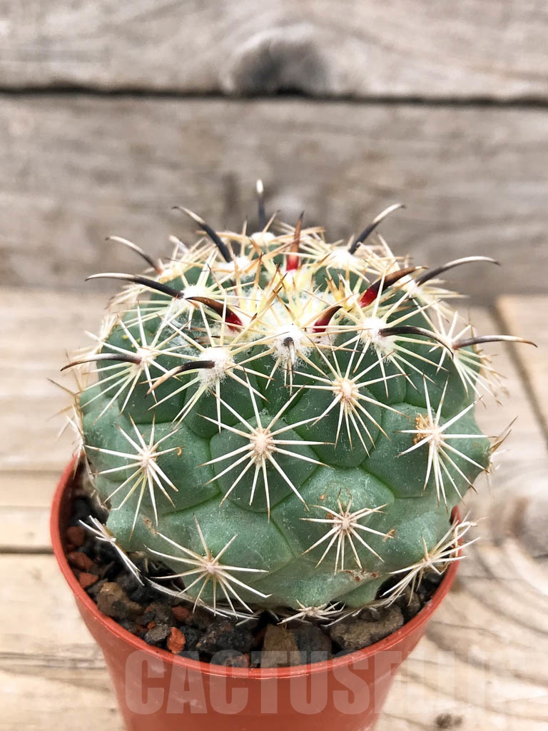 SHPR9712 Coryphantha kracikii