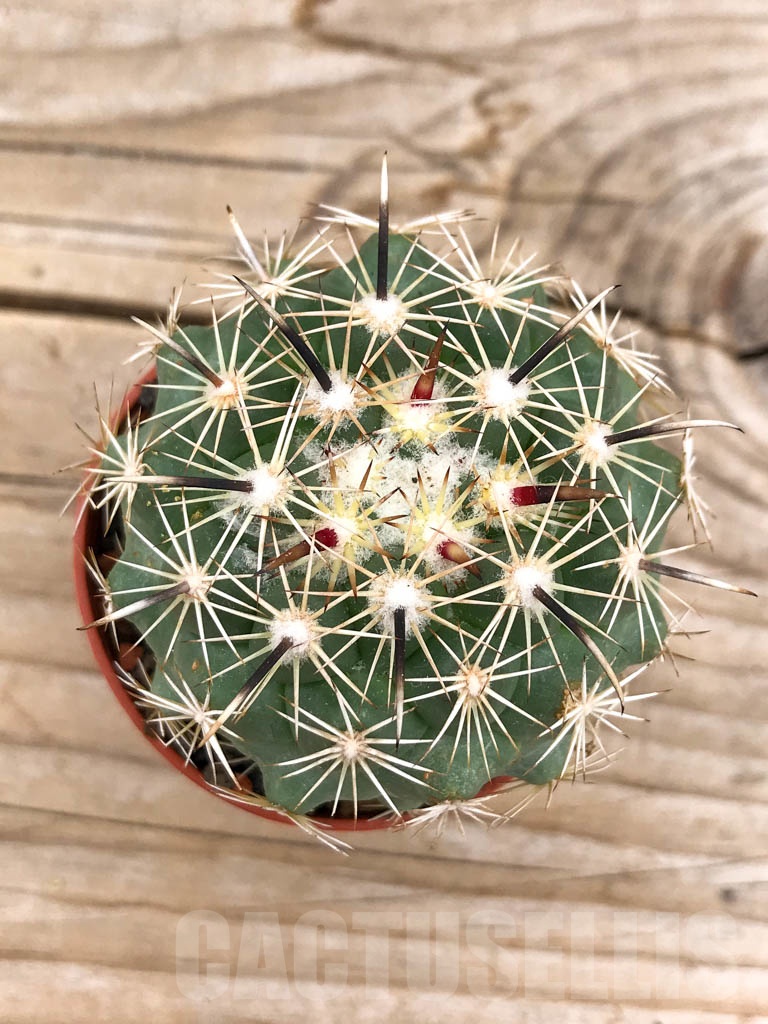 SHPR9712 Coryphantha kracikii - Image 2