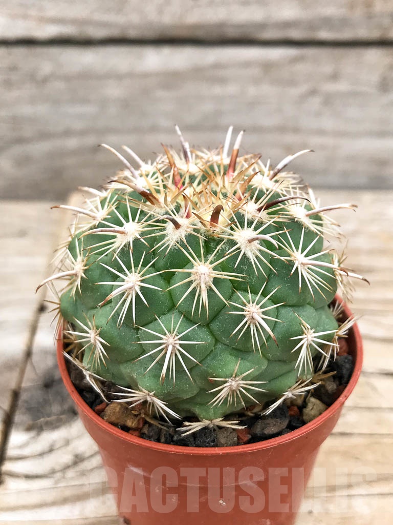 SHPR9714 Coryphantha kracikii