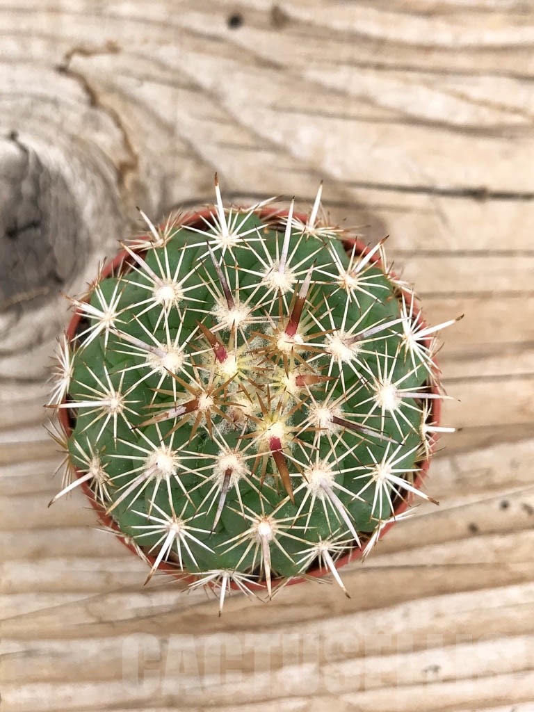 SHPR9714 Coryphantha kracikii - Image 2