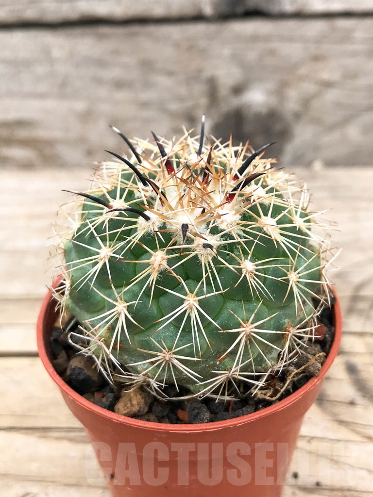 SHPR9715 Coryphantha kracikii
