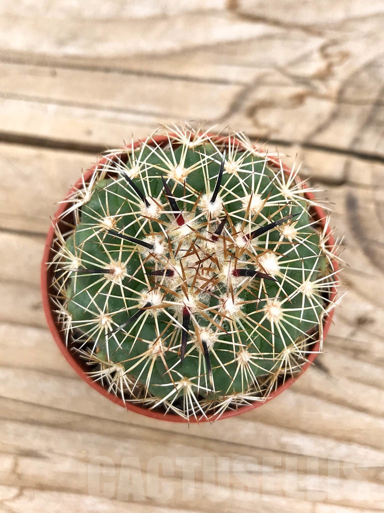 SHPR9715 Coryphantha kracikii - Image 2