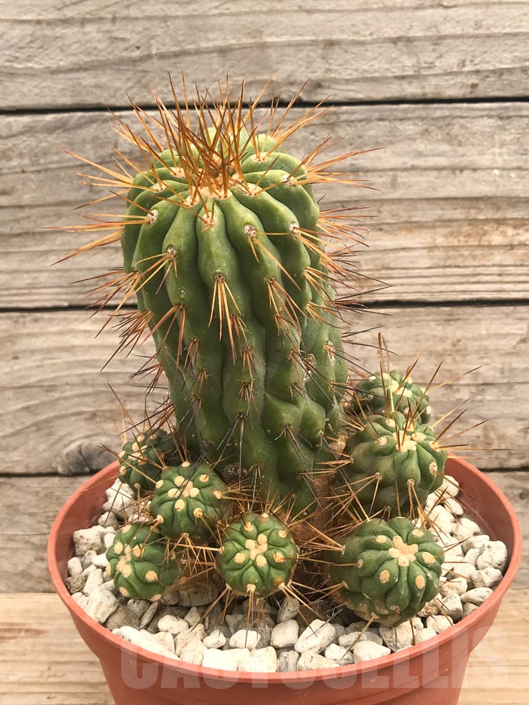 SHPR9722 Copiapoa gigantea v. haseltoniana f. albispina PV 2150